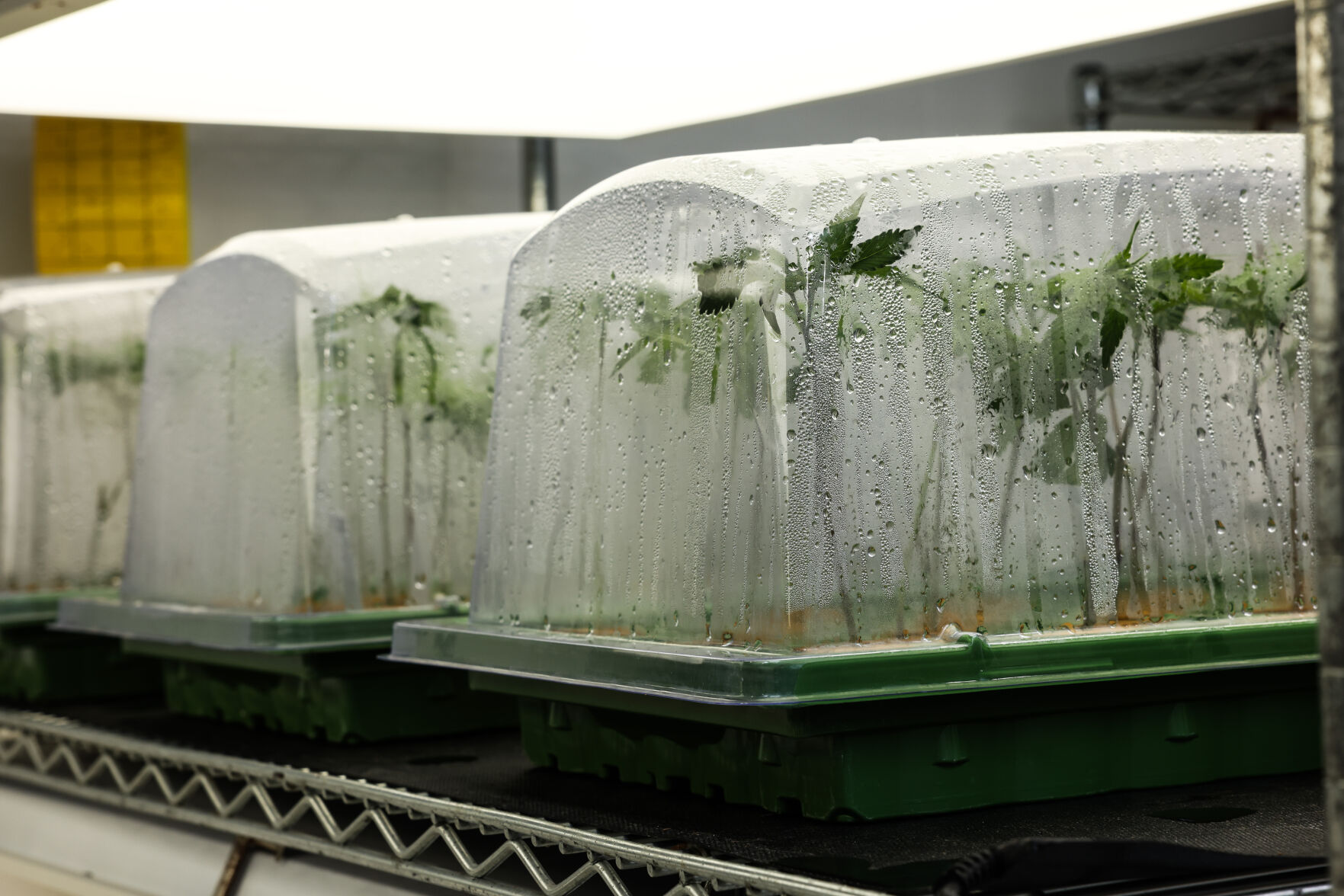 042024-lt-nws-cannabis-farm-p--9.jpg